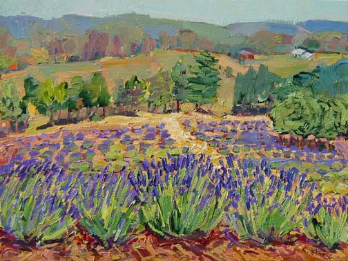 Kathy’s Lavender Field, Summer Heat